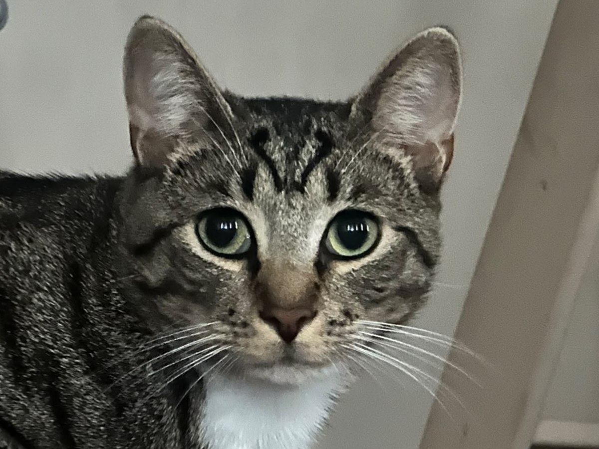 Le chat tigré au regard sérieux qui représente Antoine